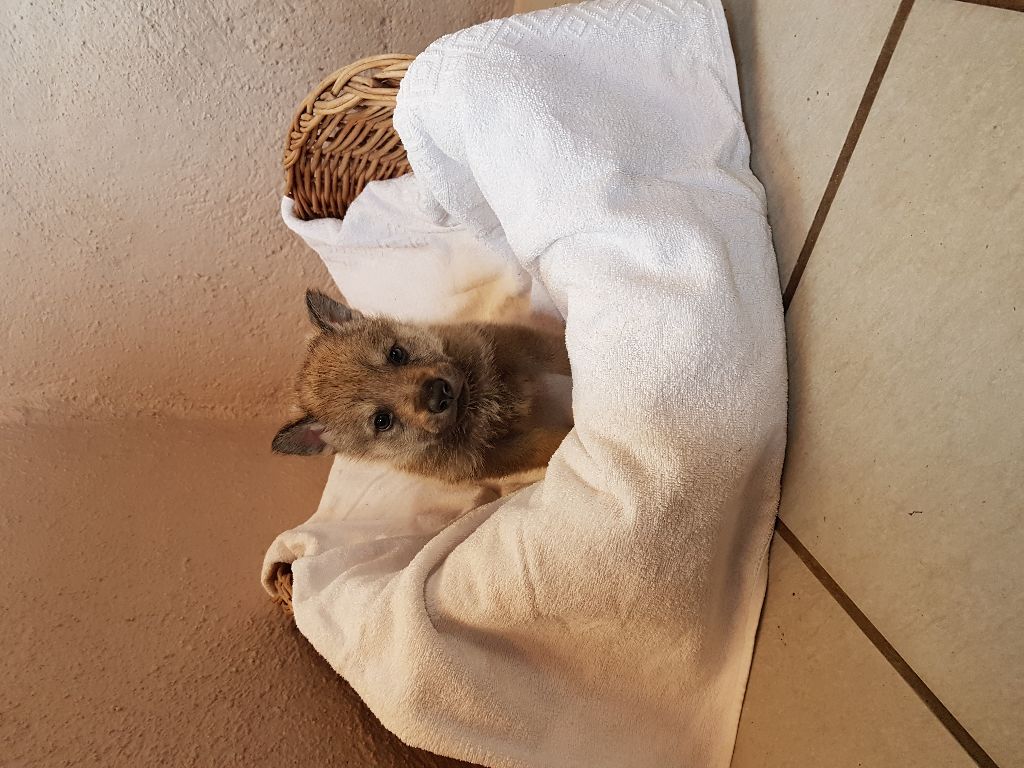 De La Tanière Du Ternin - Chien-loup tchecoslovaque - Portée née le 01/03/2018