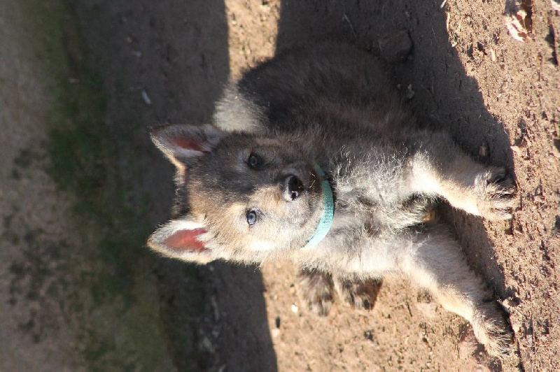 De La Tanière Du Ternin - Chien-loup tchecoslovaque - Portée née le 04/11/2015