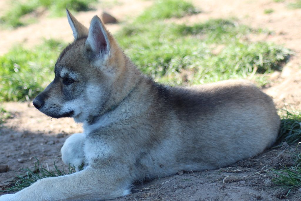 De La Tanière Du Ternin - Chien-loup tchecoslovaque - Portée née le 02/02/2017